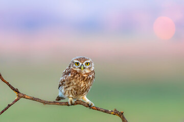 Little owl. (Athene noctua). Nature background. 