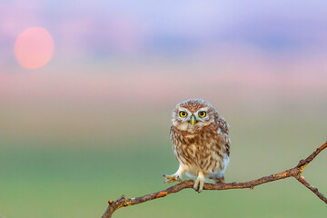 Little owl. (Athene noctua). Nature background. 