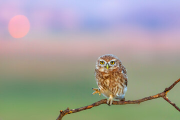 Little owl. (Athene noctua). Nature background. 