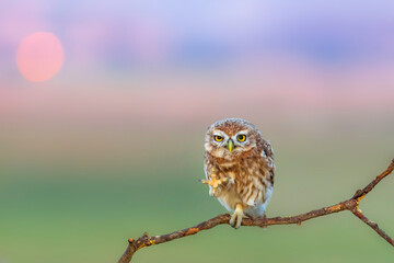 Little owl. (Athene noctua). Nature background. 