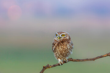 Little owl. (Athene noctua). Nature background. 