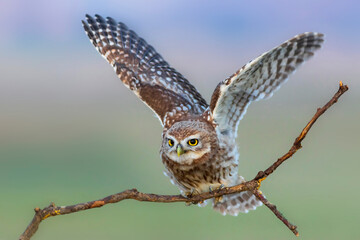 Little owl. (Athene noctua)  Colorful nature background.