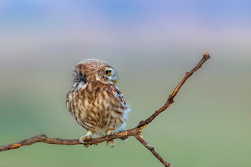 Little owl. (Athene noctua). Nature background. 