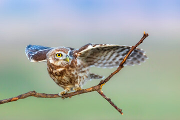 Little owl. (Athene noctua)  Colorful nature background.