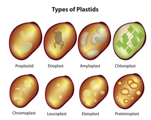 types of plastids (Classification of  plastids in microbiology)