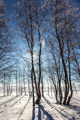 Winter forest of aspens and birches