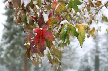 Buntes Herbstlaub mit erstem Schnee