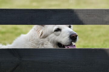 A dog looks over the fence of the neighbors