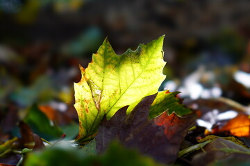 autumn leaves on the ground