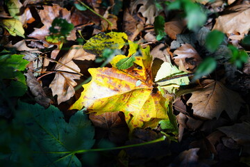 autumn leaves in the forest