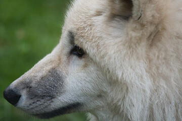 Young white wolf from the wolf park Werner Freund.