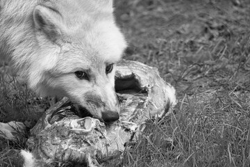 Young white wolf, in black white taken in the Wolfspark Werner Freund while feeding.