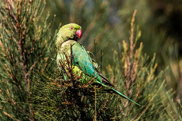 green winged macaw