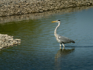 Beautiful nature scene with Grey heron (Ardea cinerea). Grey heron (Ardea cinerea) in the nature habitat.