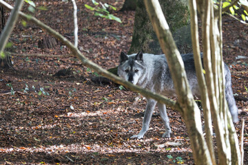 Siberian wolf, with eye contact. portrait of the predator.