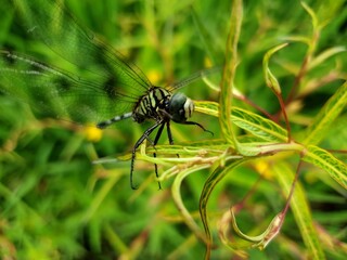 Obraz na płótnie Canvas dragonfly on a green leaf