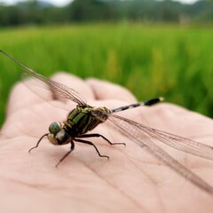 close up of a dragonfly on the hand