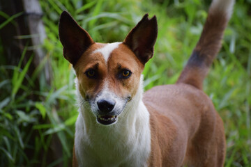 Beautiful dog is looking at me