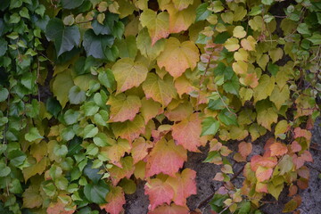 Autumn is slowly arriving