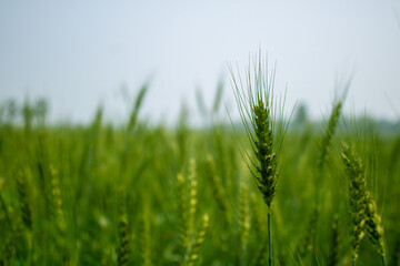 This is a picture of a wheat field in Bangladesh. Green grain wheat. Wheat grains are peaking in the sky.
