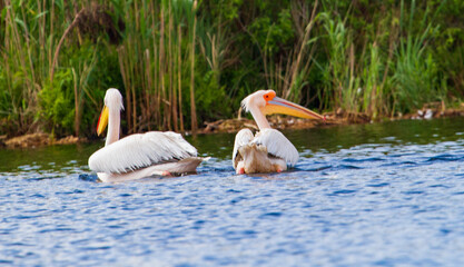 Pelicans in Danube Delta, Romania