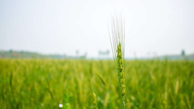 This is a picture of a wheat field in Bangladesh. Close-up picture of green grain wheat. Wheat grains are peaking in the sky.