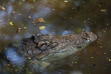 Close up head crocodile is show head in river