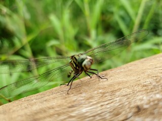 dragonfly on a leaf