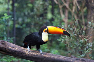 Obraz premium The toco toucan bird on the wood tree in forest