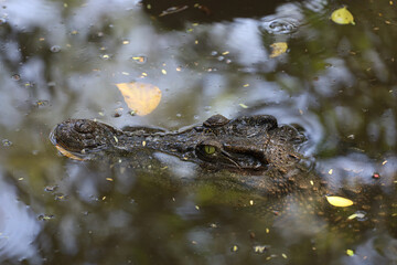 Close up head crocodile is show head in river