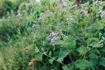 Flowers and spines of burdock. Floral background.