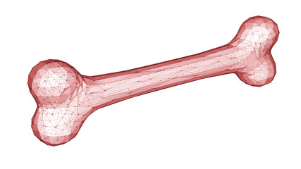 3D wireframe of a human bone isolated on white background. 3D illustration.