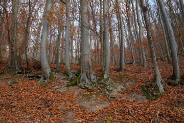 herbstlicher buchenwald