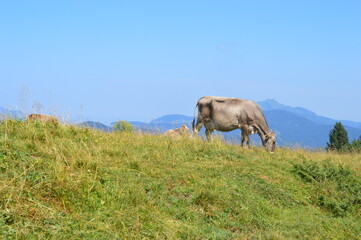 A cow on a meadow in Tirol 