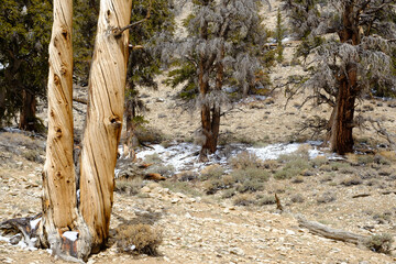 The oldest living trees the Bristlecone Pines in Eastern California