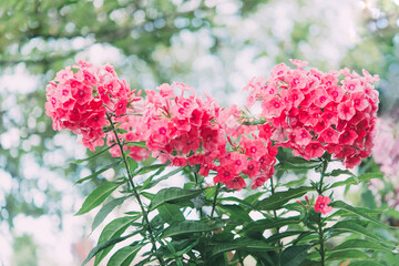 Garden phlox (Phlox paniculata), vivid summer flowers. Blooming branches of phlox in the garden on a sunny day. Soft blurred selective focus.	