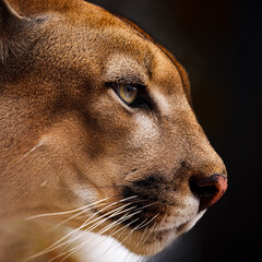 A portrait of a cougar