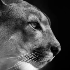Poster A portrait of a cougar © hecke71