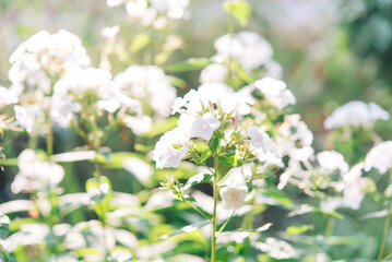 Garden phlox (Phlox paniculata), vivid summer flowers. Blooming branches of phlox in the garden on a sunny day. Soft blurred selective focus.	