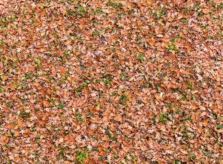 Carpet of colorful fallen autumn leaves viewed from above.