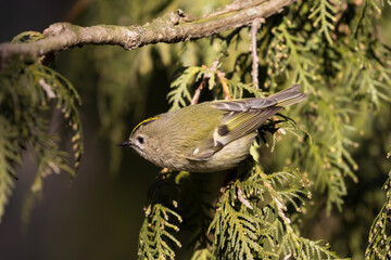 Common golden rabbit in spruce, Regulus regulus, bird with a yellow stripe on its head, the smallest bird in Europe, tiny, quick and agile bird