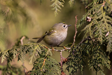 Common golden rabbit in spruce, Regulus regulus, bird with a yellow stripe on its head, the smallest bird in Europe, tiny, quick and agile bird
