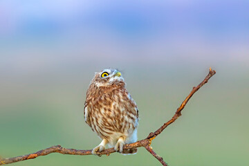Little owl. (Athene noctua). Nature background. 