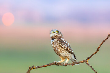 Little owl. (Athene noctua). Nature background. 