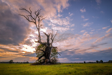 Lonely oak tree in the field during sunrise