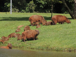 Capivaras