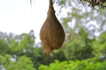 A sparrow's nest hanging on a branch natural beauty