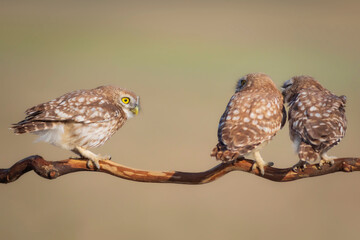 Little owls. (Athene noctua). Nature background.  