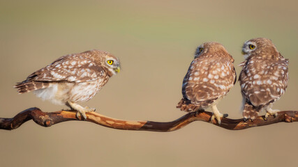 Little owls. (Athene noctua). Nature background.  