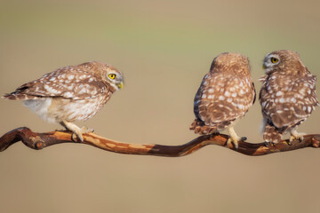 Little owls. (Athene noctua). Nature background.  